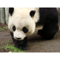 panda_00496.jpg