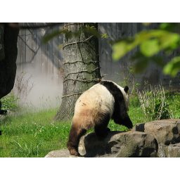 panda_00500.jpg