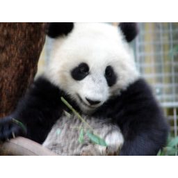 panda_00535.jpg