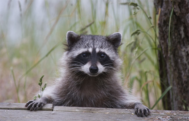 raccoon-test_1.jpg