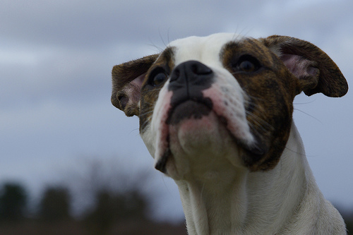 american_bulldog_173.jpg