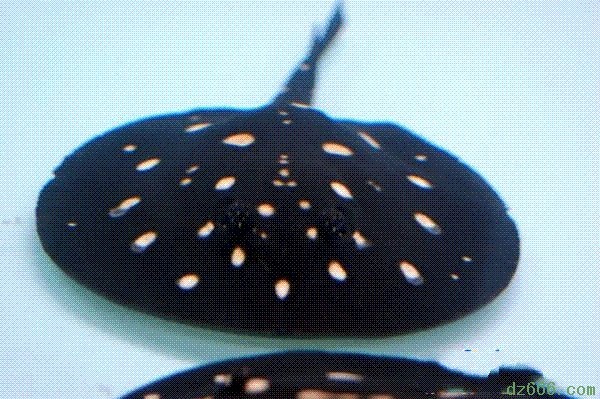 n01496331_electric_ray.JPEG