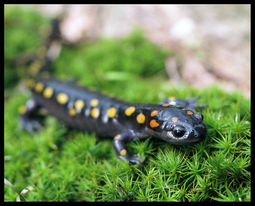 n01632458_spotted_salamander.JPEG