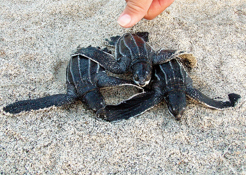 n01665541_leatherback_turtle.JPEG