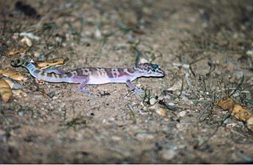 n01675722_banded_gecko.JPEG