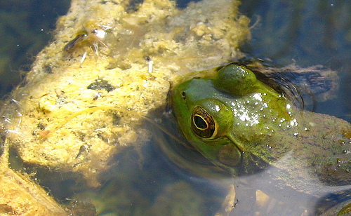 n01641577_bullfrog.JPEG