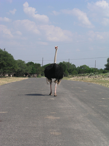 n01518878_ostrich.JPEG