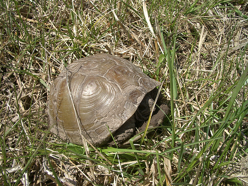 n01669191_box_turtle.JPEG