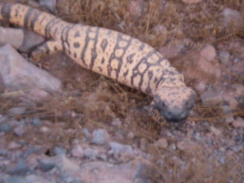 n01692333_Gila_monster.JPEG