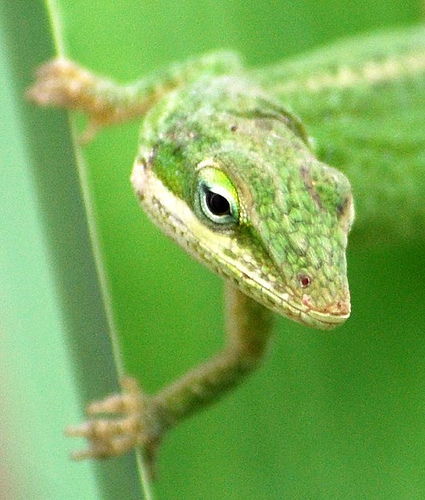 n01693334_green_lizard.JPEG