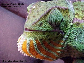 n01694178_African_chameleon.JPEG