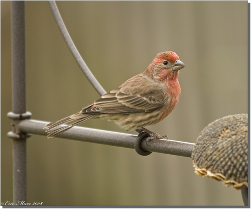 n01532829_house_finch.JPEG