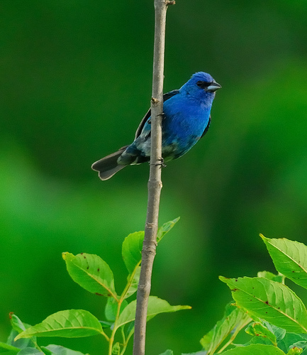 n01537544_indigo_bunting.JPEG