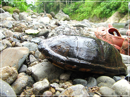 n01667114_mud_turtle.JPEG