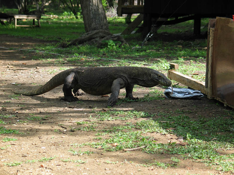 n01695060_Komodo_dragon.JPEG