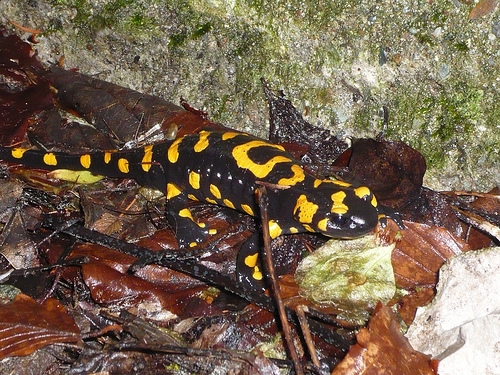 n01629819_European_fire_salamander.JPEG