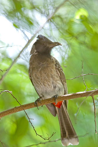 bulbul