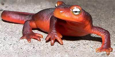 common_newt