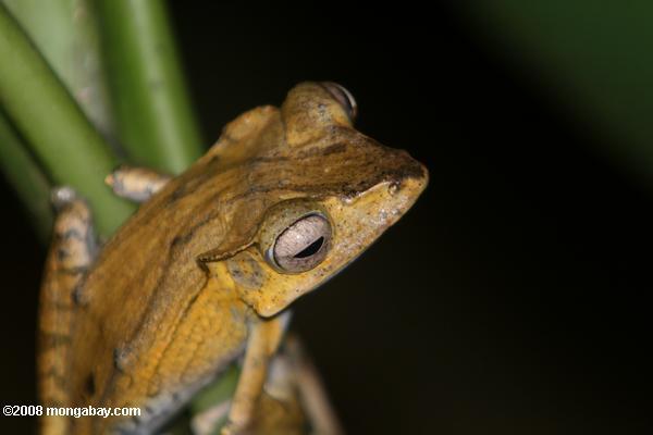 tree_frog