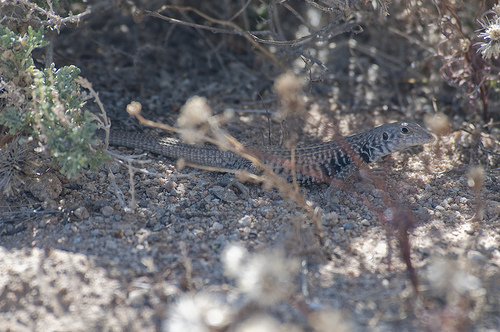 whiptail