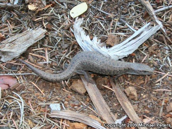 alligator_lizard