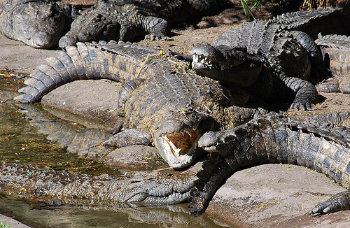 African_crocodile