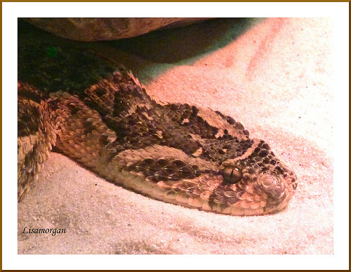 hognose_snake