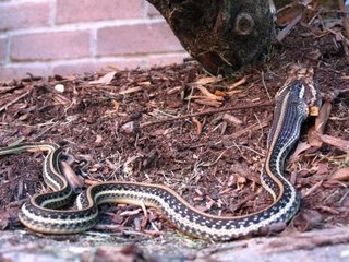 garter_snake