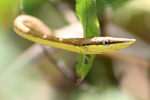 vine_snake