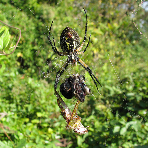 garden_spider