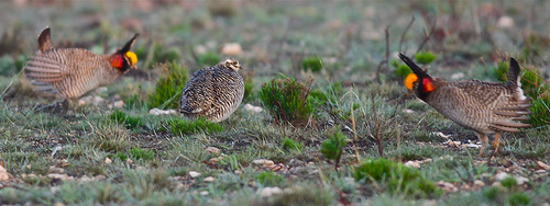 prairie_chicken