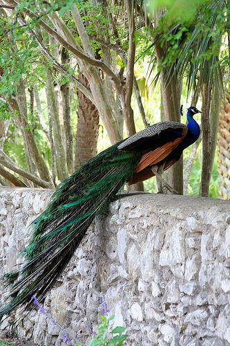 peacock