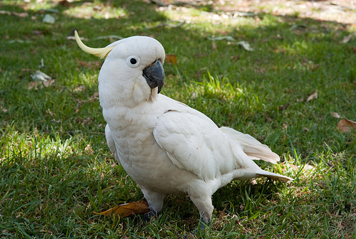 sulphur-crested_cockatoo