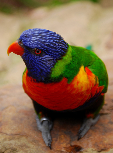 lorikeet