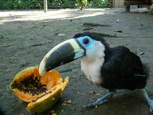 toucan