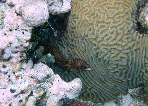 brain_coral