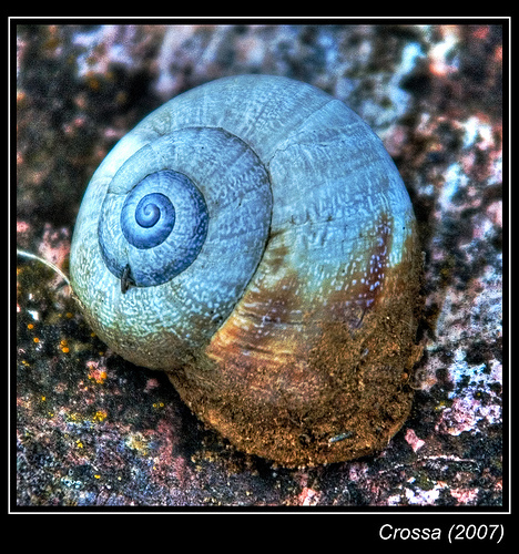 snail