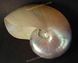 chambered_nautilus