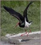 black_stork