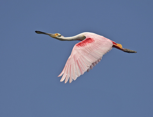 spoonbill