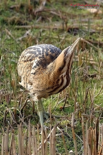 bittern