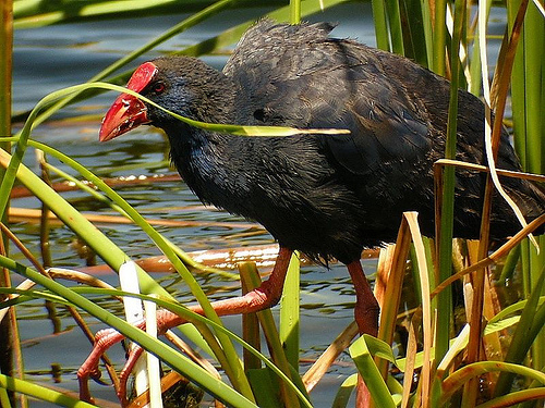 European_gallinule