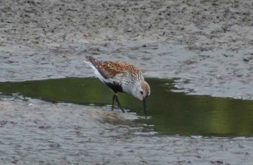 red-backed_sandpiper