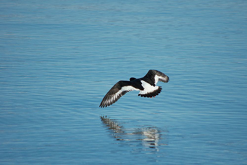 oystercatcher