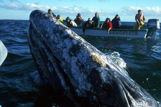 grey_whale