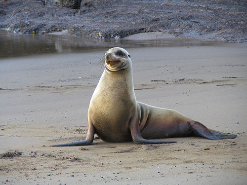 sea_lion