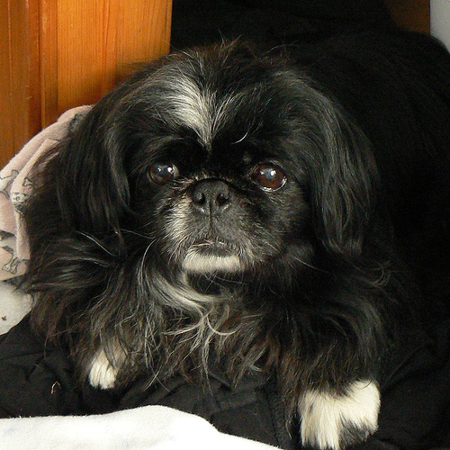 Pekinese