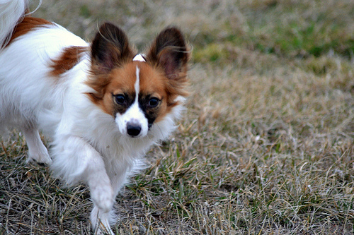 papillon