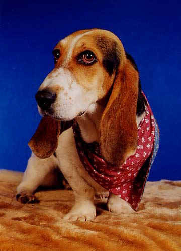 basset