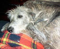 Irish_wolfhound